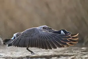 Branta Canadensis Prints: Canada Goose (Branta canadensis) taking off from a lake on the Somerset Levels in Somerset