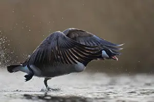 Branta Canadensis Prints: Canada Goose (Branta canadensis) taking off from a lake on the Somerset Levels in Somerset