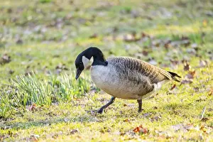 Grass Field Prints: Canada goose (Branta canadensis) walking on a meadow in spring