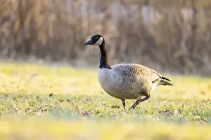 Stroller Prints: Canada goose (Branta canadensis) walking on a meadow in spring