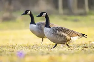 Farm Animals Prints: Canada goose (Branta canadensis) walking on a meadow in spring
