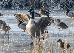 Water Reflection Prints: Canada goose in the cold weather
