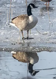 Water Reflection Prints: Canada goose in the cold weather