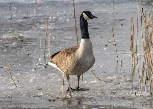 Water Reflection Prints: Canada goose in the cold weather
