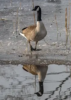Water Reflection Prints: Canada goose in the cold weather