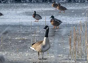 Water Reflection Prints: Canada goose in the cold weather