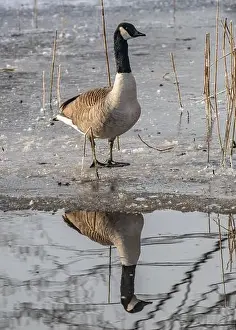 Water Reflection Prints: Canada goose in the cold weather