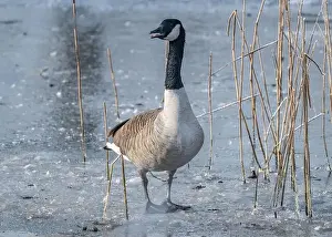 Water Reflection Prints: Canada goose in the cold weather