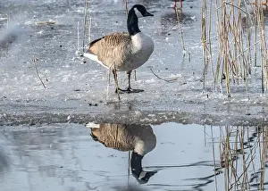 Water Reflection Prints: Canada goose in the cold weather