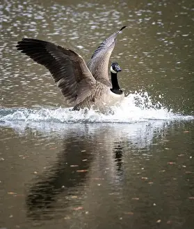 Loch Prints: Canada Goose Credit: Ian Jacobs