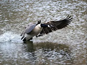Loch Prints: Canada Goose Credit: Ian Jacobs