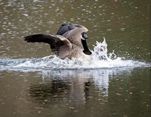 Loch Prints: Canada Goose Credit: Ian Jacobs