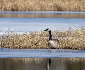 Branta Canadensis Prints: Canada Goose in dry grass on an icy marsh in March in Algonquin Park