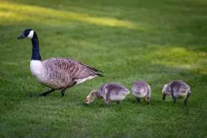 Baby Birds Prints: Canada goose family with one adult bird and three goslings standing on grass