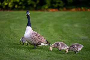 Baby Birds Prints: Canada goose family with one adult bird and three goslings standing on grass