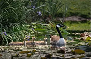 Baby Birds Prints: Canada goose family with one adult bird and three goslings swimming on a pond with reeds and lily pads