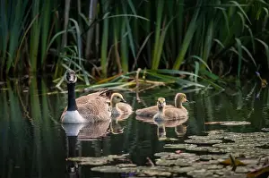 Baby Birds Prints: Canada goose family with one adult bird and three goslings swimming on a pond with reeds and lily pads