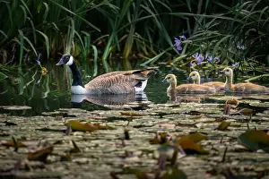 Baby Birds Prints: Canada goose family with one adult bird and three goslings swimming on a pond with reeds and lily pads