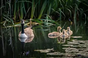 Baby Birds Prints: Canada goose family with one adult bird and three goslings swimming on a pond with reeds and lily pads