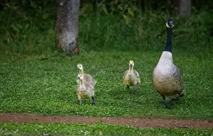 Baby Birds Prints: Canada goose family with one adult bird and three goslings walking on grass