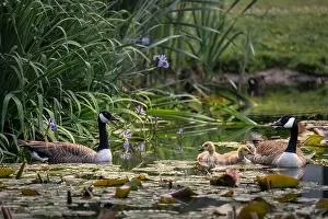 Baby Birds Prints: Canada goose family with two adult birds and three goslings swimming on a pond with reeds and lily pads