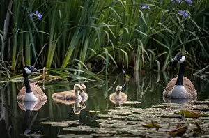 Baby Birds Prints: Canada goose family with two adult birds and three goslings swimming on a pond with reeds and lily pads