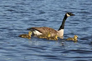 Baby Birds Prints: Canada goose family (Branta canadensis) swimming on the lake in Springtime