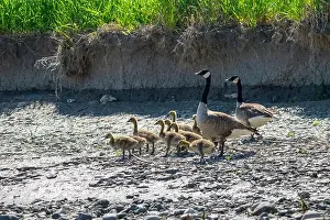 Mother Goose Prints: Canada Goose family along the shores of the St. Lawrence River in Canada