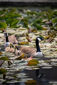Baby Birds Prints: Canada goose family swimming in line on a pond with lily pads