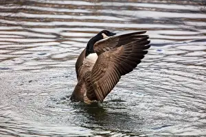 Geese Prints: Canada Goose flapping its wins in a lake. County Durham, England, UK