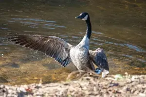 Carolina Prints: Canada goose flaps its wings while bathing in a shallow stream