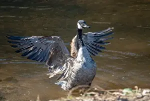 Carolina Prints: A Canada goose flaps its wings while bathing in a shallow stream