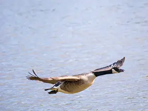 West Sussex Prints: A Canada Goose in Flight