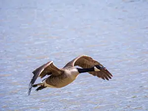West Sussex Prints: A Canada Goose in Flight