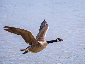Branta Canadensis Prints: A Canada Goose in Flight