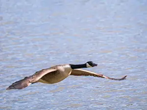 Branta Canadensis Prints: A Canada Goose in Flight