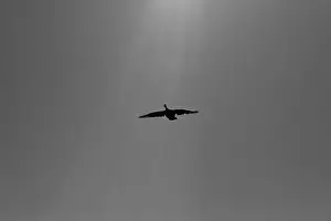 Aviary Prints: Canada Goose in flight, with rays of sunlight. Black and white