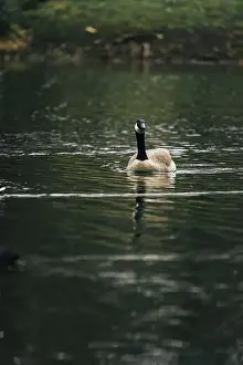Swimmer Prints: A Canada goose floating in the lake