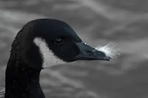 Branta Canadensis Prints: A Canada goose with fluff on its beak