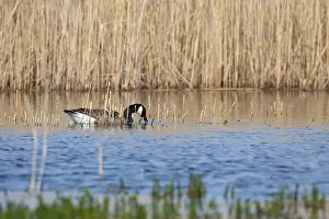 Wild Goose Prints: Canada Goose foraging for food in a lake with reeds in the background