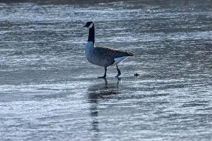 South Downs Prints: A Canada Goose on a frozen lake in the winter sunshine