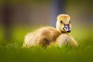 Spring Time Prints: Canada Goose gosling - branta canadensis - resting on grass with its legs tucked under its body