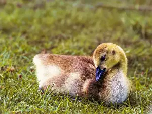 Spring Time Prints: Canada Goose gosling - branta canadensis - resting on grass with its legs tucked under its body
