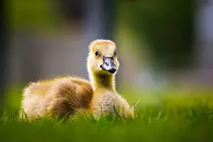 Spring Time Prints: Canada Goose gosling - branta canadensis - resting on grass with its legs tucked under its body
