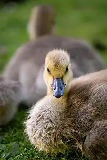 Bird Portrait Prints: One Canada goose gosling looking at the camera