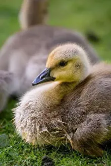 Bird Portrait Prints: One Canada goose gosling looking left. Canada geese (Branta canadensis) in Kent, UK
