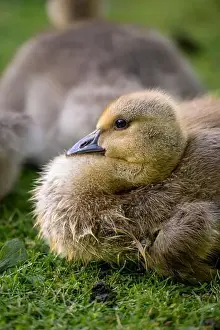 Bird Portrait Prints: One Canada goose gosling looking left. Canada geese (Branta canadensis) in Kent, UK