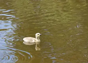 Protecting Prints: One canada goose gosling swimming alone in a local city park pond