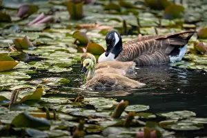 Baby Birds Prints: Three Canada goose goslings and one adult bird swimming on a pond with lily pads