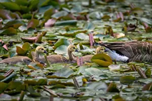 Baby Birds Prints: Three Canada goose goslings behind one adult bird swimming on a pond with lily pads